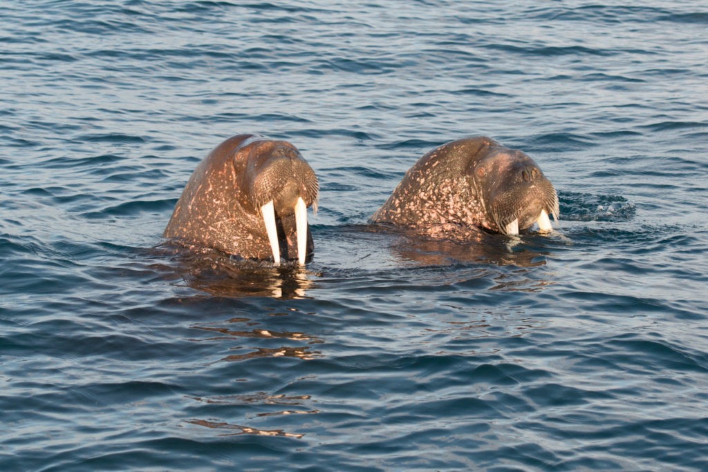 Svalbard Barentsburg (22 of 30)