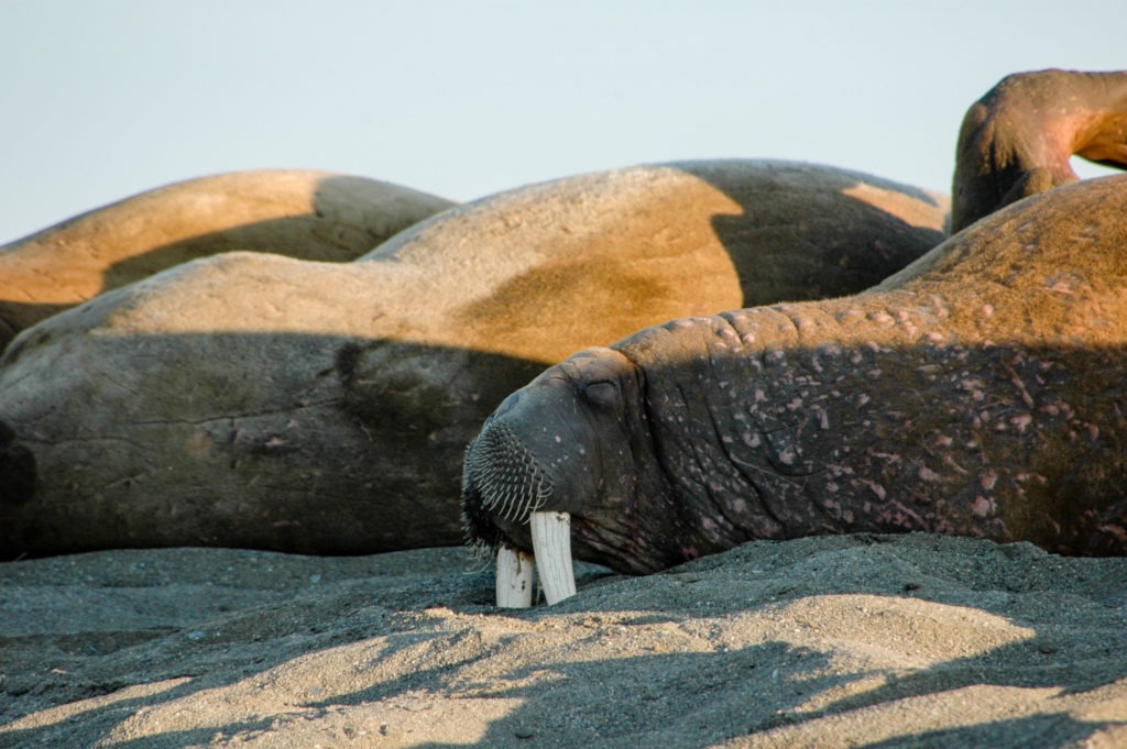 Svalbard Barentsburg (28 of 30)