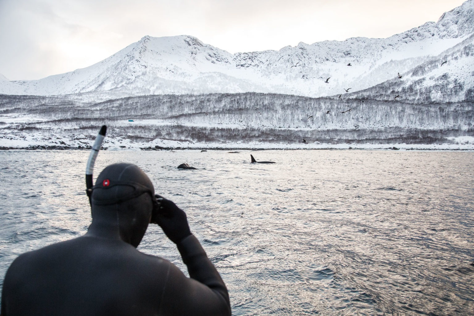 Freediving with orcas Norway