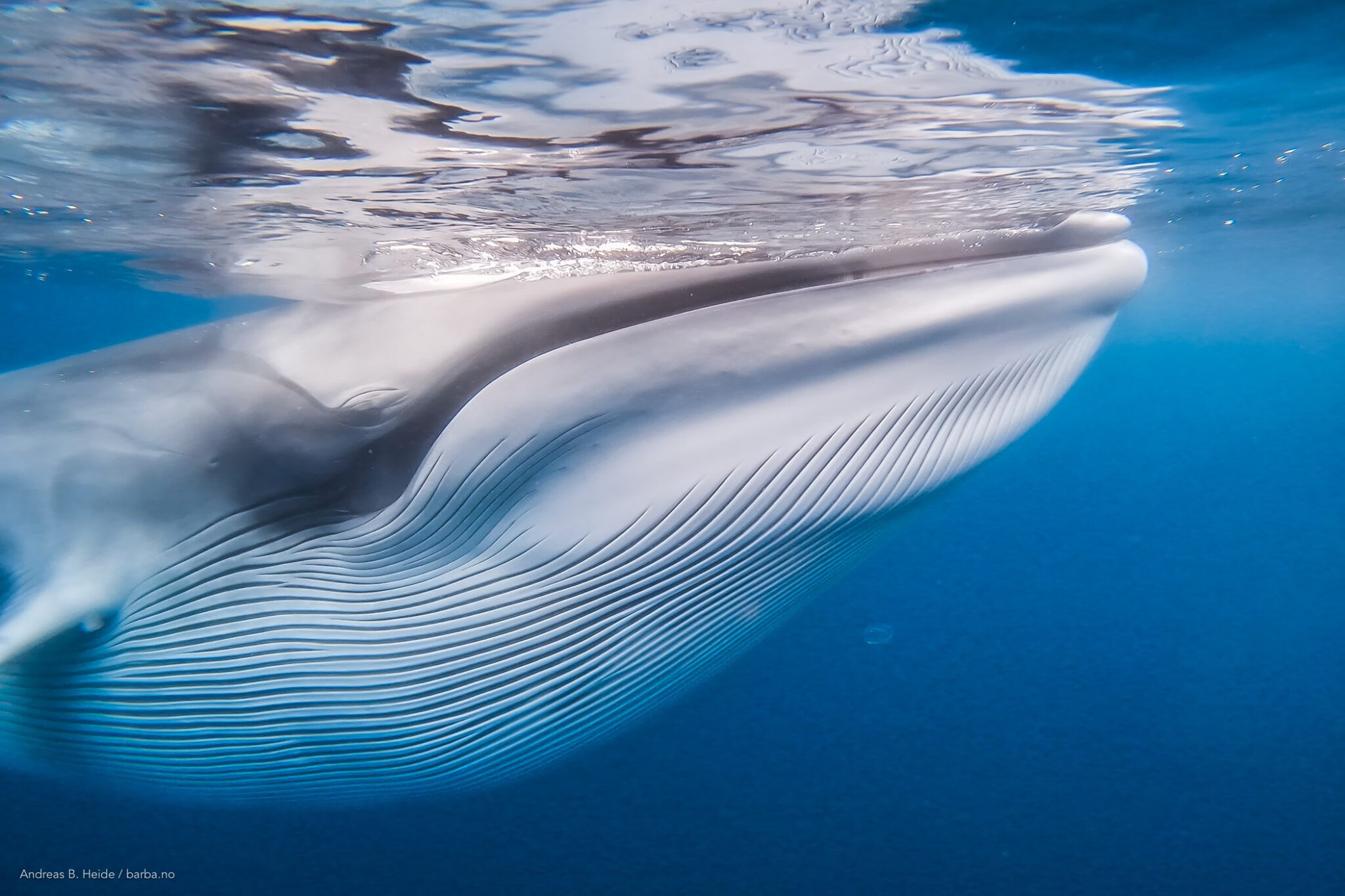 The fin whale (Balaenoptera physalus)