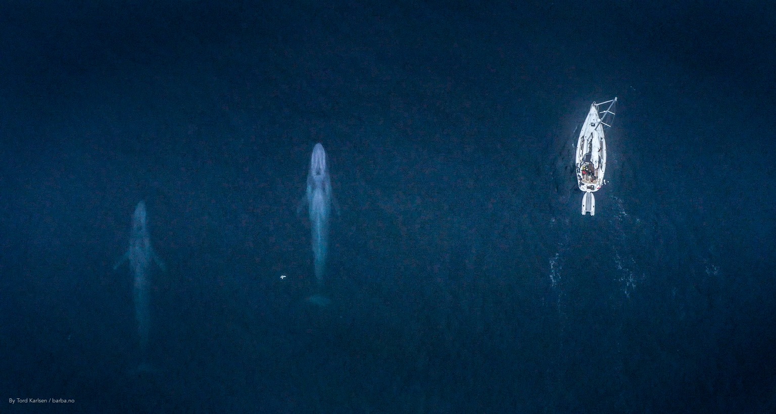Blue whales Svalbard