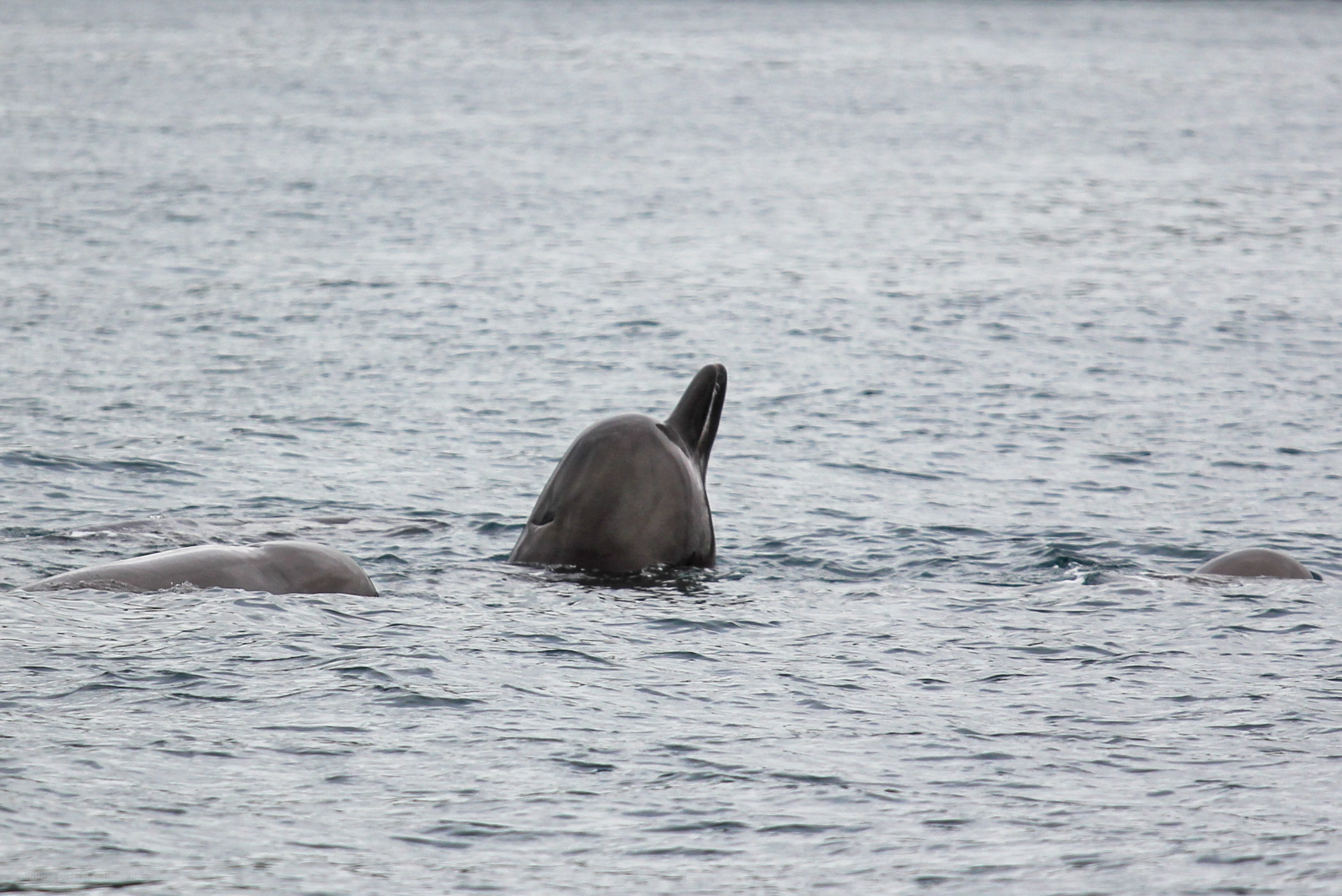 Northern Bottlenose Whales