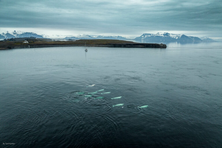 Svalbard, beluga whales