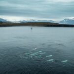 Beluga whales Arctic Sense 2023 (foto-tordkarlsen-barba.no)-0886